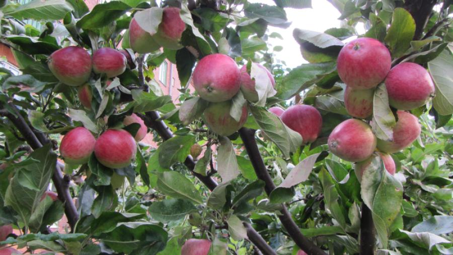 Äppleträdet (Aroma) har fått plats i ena ändan av rosengången